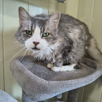 IMALTAR, chatte à adopter
