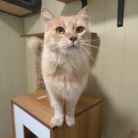 POKER, chat à adopter