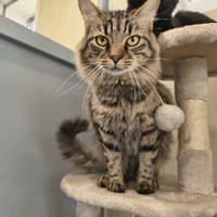 SUNNY, chat à adopter