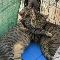 HORNEST, chat à adopter