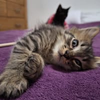Bretzel, chat à adopter