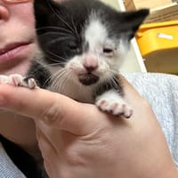 axis, chat à adopter