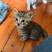 brutus, chat à adopter