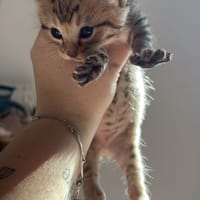 boba, chat à adopter
