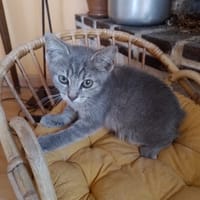 cendro, chat à adopter