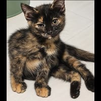 TOULOUSE, chatte à adopter