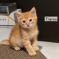 TIGROU, chat à adopter
