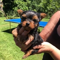 Anabel, chienne à adopter