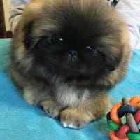 Anastasia, chienne à adopter