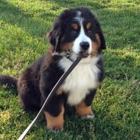 BUENO, chien à adopter
