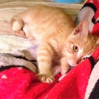 Maa, chatte à adopter