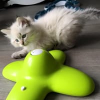 Luna, chatte à adopter
