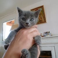 Smith, chat à adopter