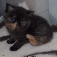 soins, chat à adopter