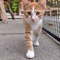 Mars, katers ter adoptie