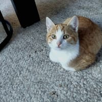Earth, poezen ter adoptie