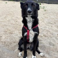 Asha, stubenreine Schmusehündin, ca. 5 Jahre, Hündin zur Adoption