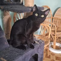 Gemütlicher, lieber Kater Black, Kater zur Adoption