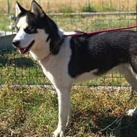 HUNOR  WIE LANGE MUSS ER NOCH WARTEN? 💔, Hund zur Adoption