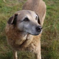 Lebensplatz/dauerhafte Pflegstelle für BUNI gesucht!, Hündin zur Adoption