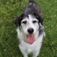 Verschmuster Rüde RUDY sucht sein Zuhause!, Hund zur Adoption