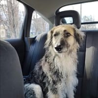 Zuhause gesucht für Denis, Hund zur Adoption