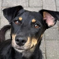 KATI-hübsche, freundliche Jung-Hündin 44cm, Hündin zur Adoption