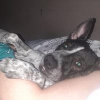 Nala,sanft,anhänglich,schmusig,für die Seele, Hündin zur Adoption
