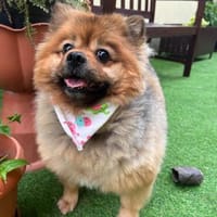 Rosie - kleiner Hund und großes Gewicht, Hündin zur Adoption
