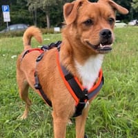 Liebste ♥Luna♥ klein,fein,stubenrein,wartet in 02625 Bautzen, Hündin zur Adoption