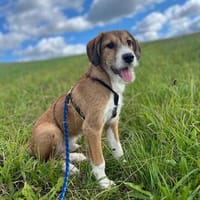 🐾❤ Zack möchte endlich ankommen ❤🐾, Hund zur Adoption