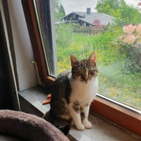 Chanel  sensible Kätzin, Katze zur Adoption