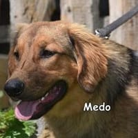 MEDO, Hund zur Adoption
