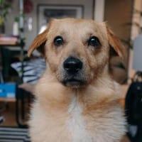 Maxi wartet auf PS in Rostock!, Hund zur Adoption