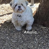 AMALIA, Hündin zur Adoption
