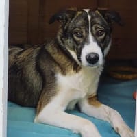 Bella💕junge Hündin mit vielen liebenswerten Seiten, Hündin zur Adoption