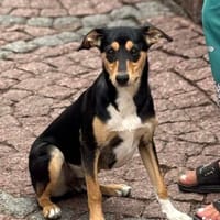 Jerry  kleiner Sonnenschein sucht sein Zuhause, Hund zur Adoption