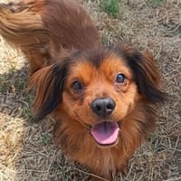 Kevin und Kriszta  zwei Herzen, die Liebe kennenlernen möch, Hund zur Adoption