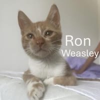 Ron Weasley  kleiner Kuschelkater sucht seine Familie, Kater zur Adoption