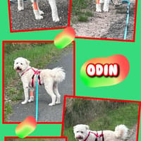 lieber, menschenbezogener Odin auf PS 91459, Hund zur Adoption