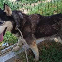 Lara  ihr größter Wunsch ist ein Zuhause voller Liebe, Hündin zur Adoption