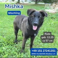 Misha sucht ein liebevolles Zuhause!, Hund zur Adoption