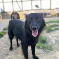 IVONI - süße schwarze Hündin, Hündin zur Adoption