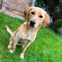 River - freundlich, verspielt, kinderlieb, Hund zur Adoption