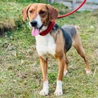🐾❤ AZZA  GEMÜTLICHER HERZENSHUND SUCHT SEINE MENSCHEN ❤, Hund zur Adoption