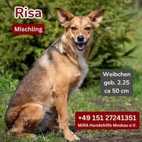 Risa sucht ein liebevolles Zuhause!, Hündin zur Adoption