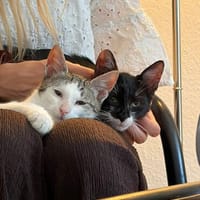 Mike & Rocky suchen gemeinsam ein Zuhause, Kater zur Adoption