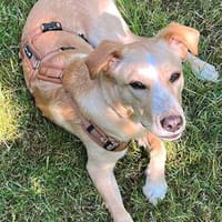 Joshua - lieber Rüde braucht dringend Ruhe und Sicherheit, Hund zur Adoption