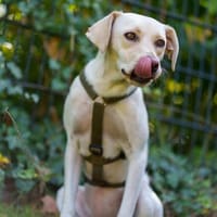 Malibu  sensibel, verspielt und menschenbezogen, Hündin zur Adoption