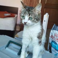 Caillou  ein kleines Wunder auf vier Pfoten sucht sein Zuha, Kater zur Adoption
